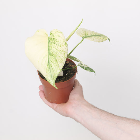 Monstera Kunzo White Monster 10.5cm Plants GrowTropicals