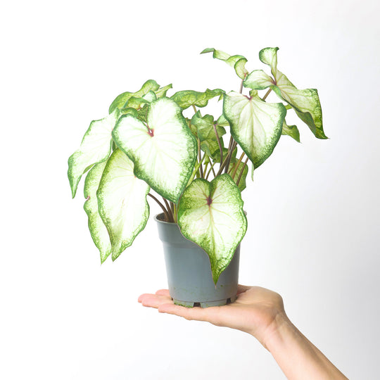 Caladium White Wonder Plants GrowTropicals