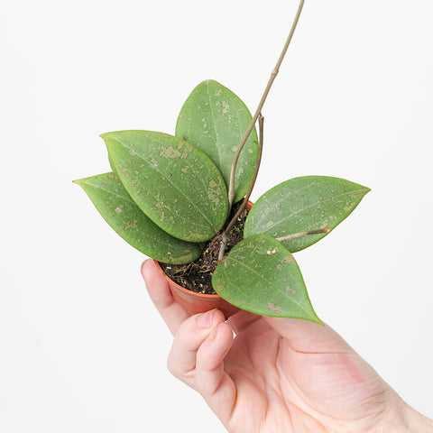 Hoya verticillata (wibergiae) IML 1618 6cm Plants GrowTropicals