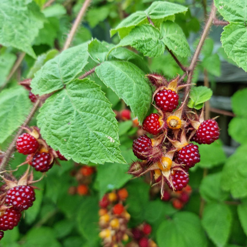 Rubus phoenicolasius