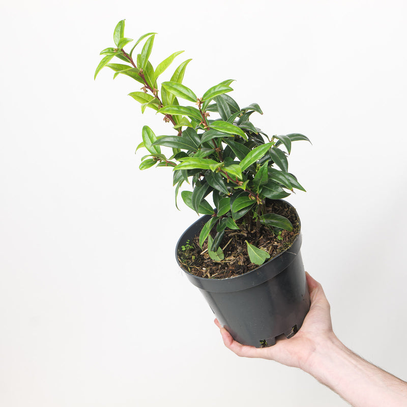 Sarcococca Winter Gem Plants - Outdoor GROW TROPICALS