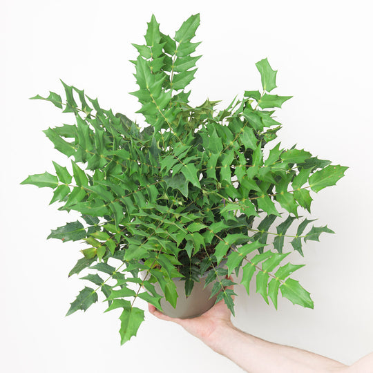 Mahonia x media Winter Sun Plants - Outdoor GROW TROPICALS