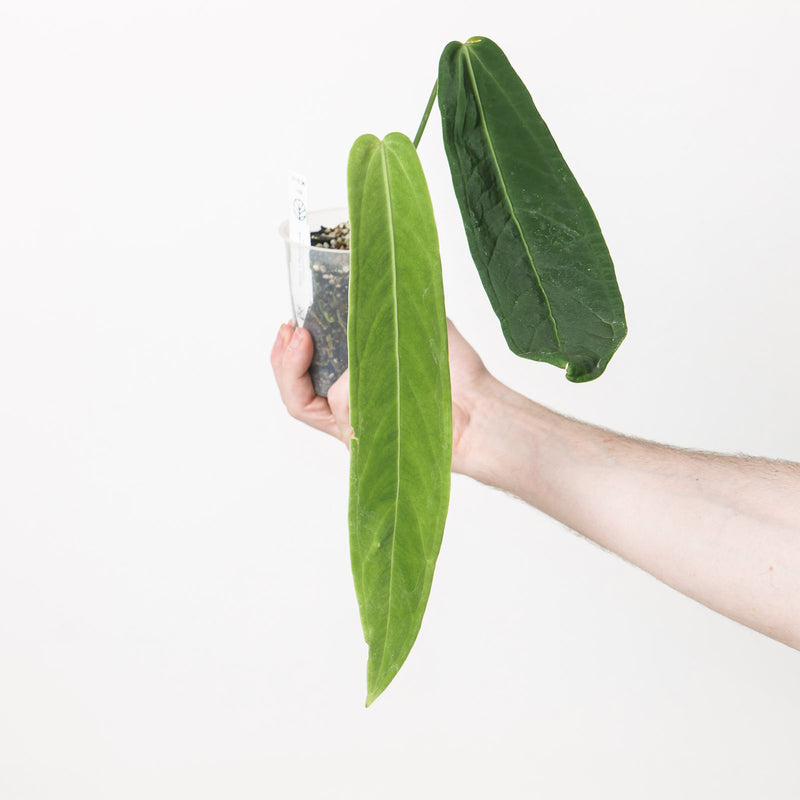 Anthurium warocqueanum x panamense 9cm Plants GrowTropicals
