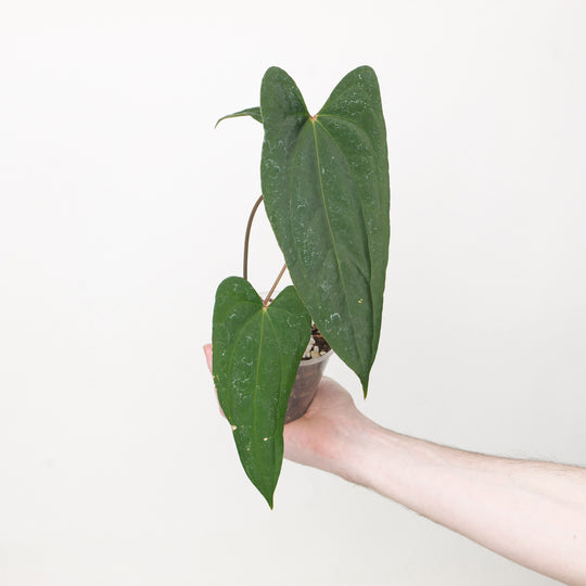 Anthurium X-One x RVDP 9cm / B Plants GrowTropicals