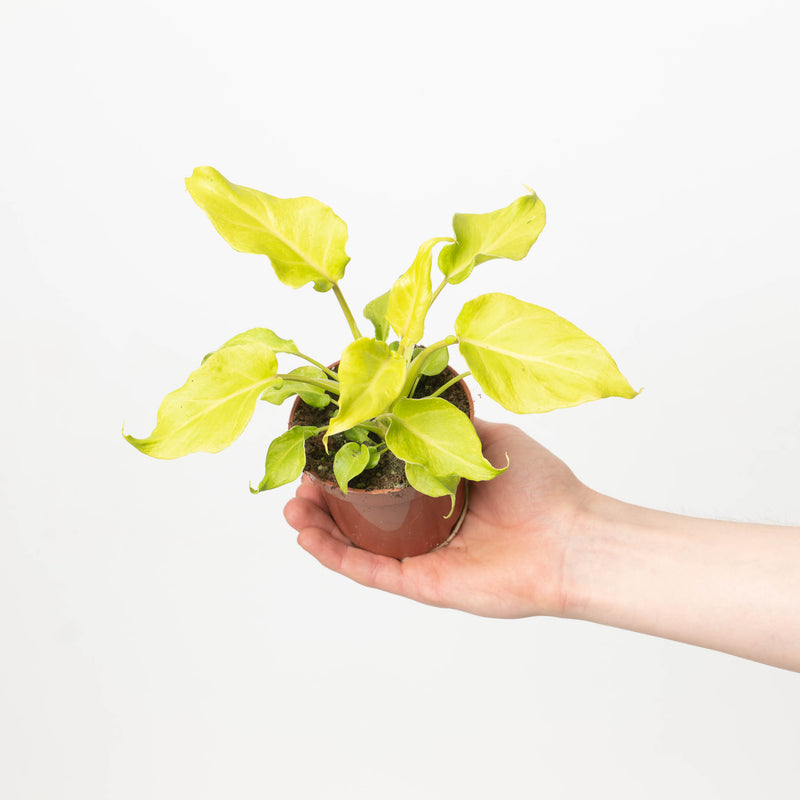 Philodendron 'Xanadu Lime' Plants GrowTropicals