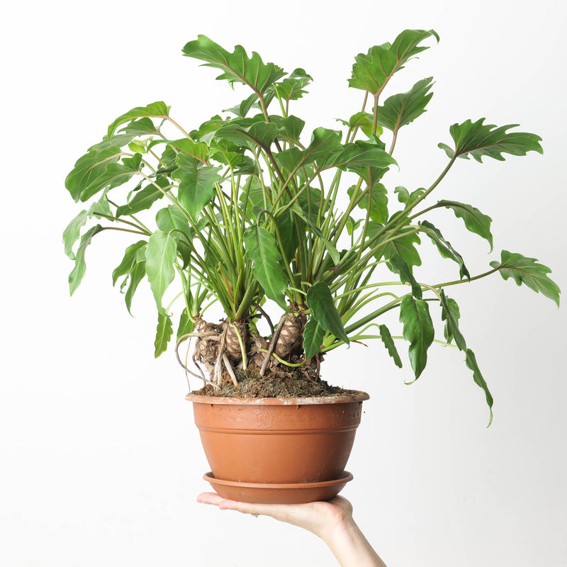 Philodendron Xanadu Bonsai Plants GrowTropicals
