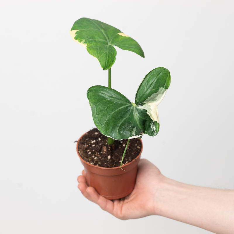 Xanthosoma 'Mickey Mouse' — 10.5cm