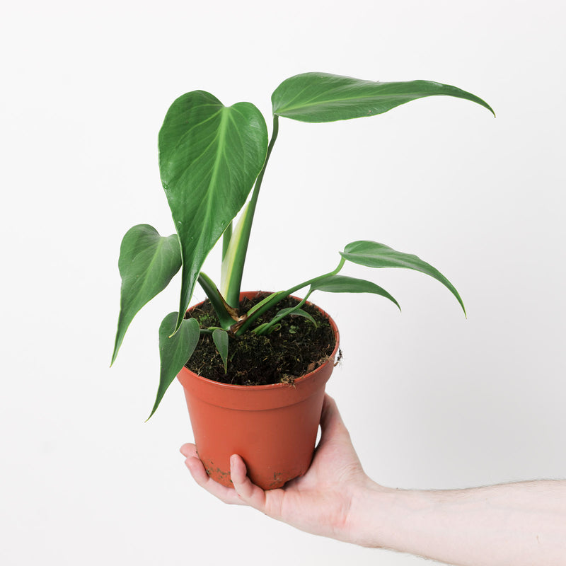 Monstera 'Burle Marx Flame' Plants GrowTropicals