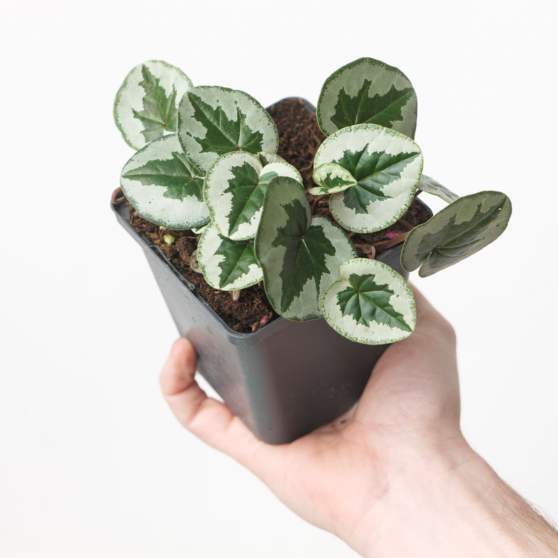 Cyclamen coum 'Xmas Leaf'
