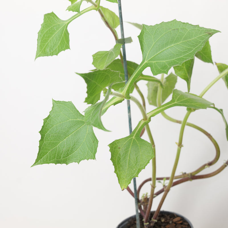 Smallanthus sonchifolius 'Bleu' Plants - Outdoor GROW TROPICALS