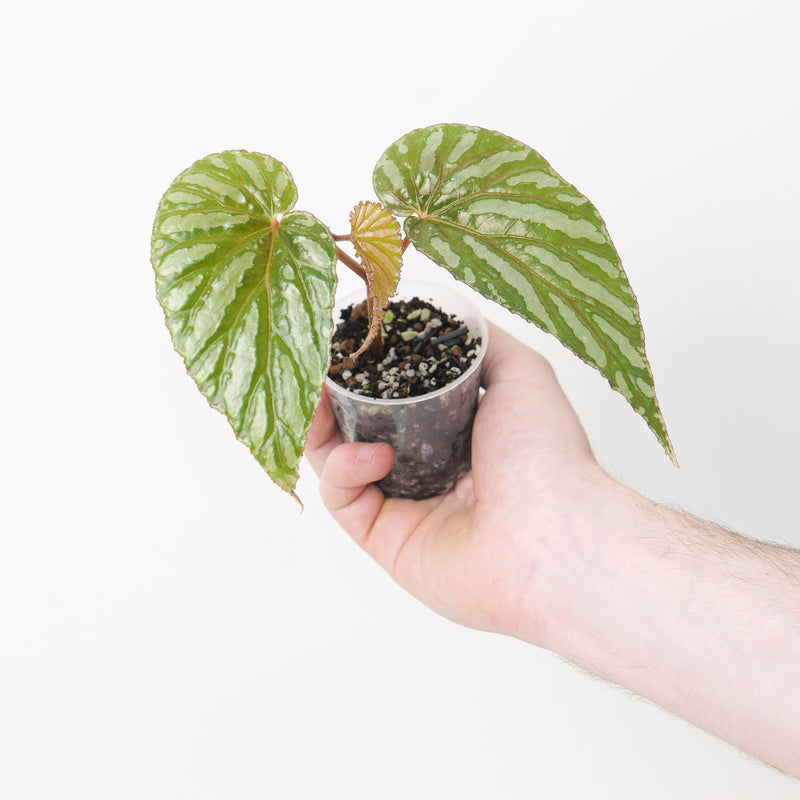 Begonia sp Yamor Plants GrowTropicals