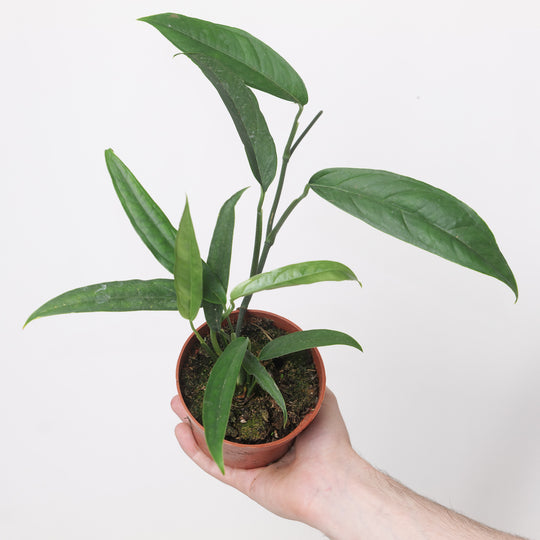 Monstera obliqua 'Yasuni' Thai Form Plants GrowTropicals