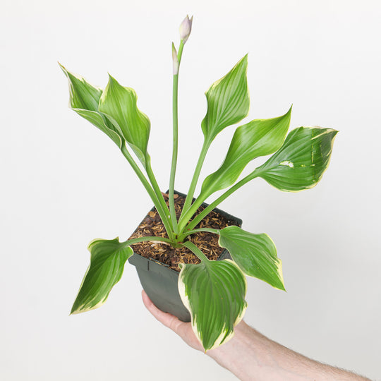 Hosta 'Yellow River'