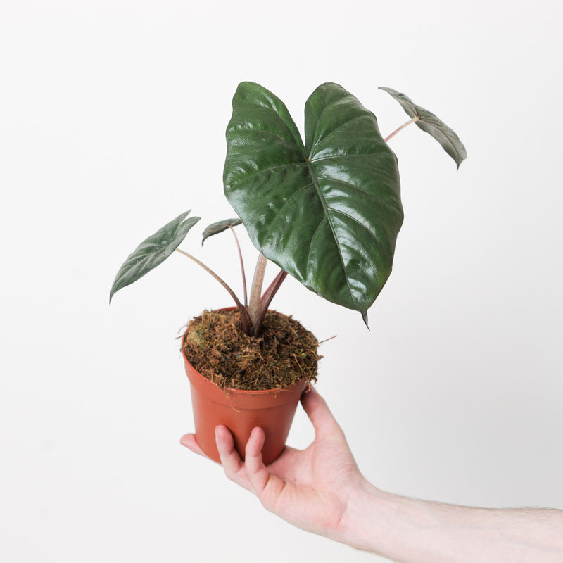 Alocasia Yucatan Princess 12cm Plants GrowTropicals