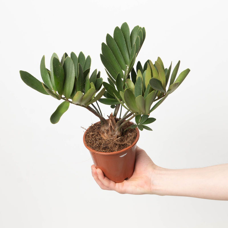 Zamia furfuracea | Cardboard Palm Plants GrowTropicals