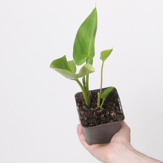 Zantedeschia aethiopica Pink Plants - Outdoor GROW TROPICALS