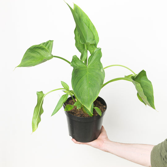 Zantedeschia aethiopica 'White' 19cm / 3L Plants - Outdoor GROW TROPICALS