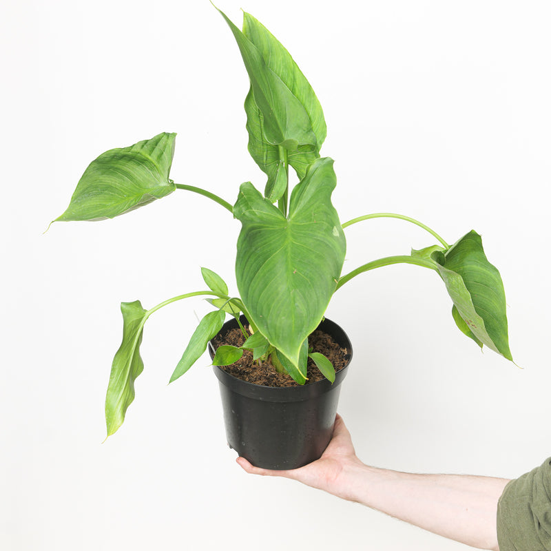 Zantedeschia aethiopica 'White' — 19cm / 3L