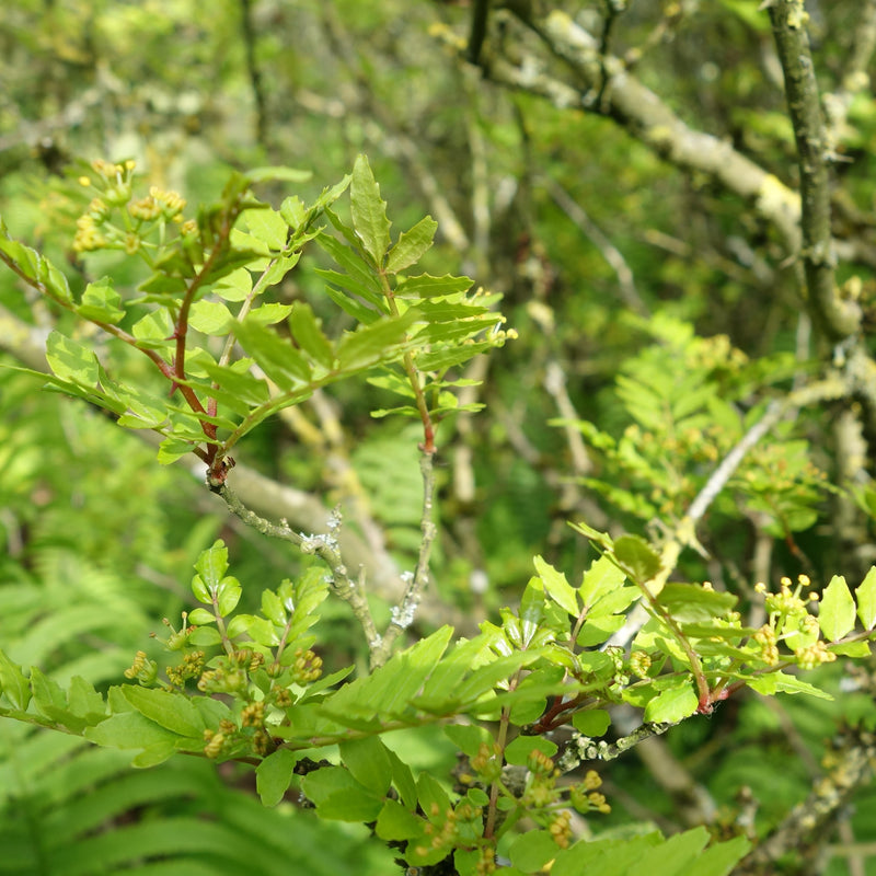 Zanthoxylum piperitum Plants - Outdoor GROW TROPICALS