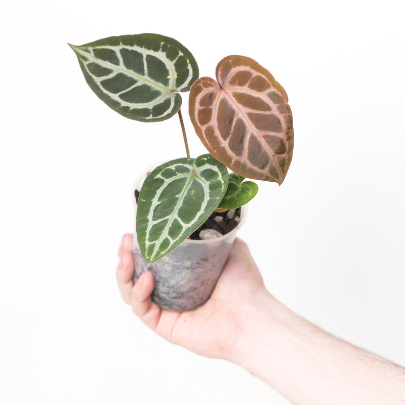DocBlock Anthurium Zara '31' x Crystal Red '12' by DocBlock® Plants DocBlock