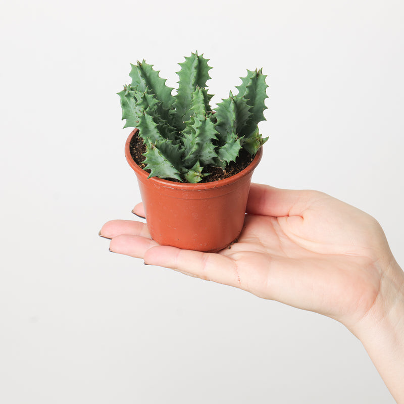 Huernia zebrina Plants GrowTropicals