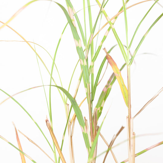 Miscanthus sinensis 'Zebrinus' Plants - Outdoor GROW TROPICALS