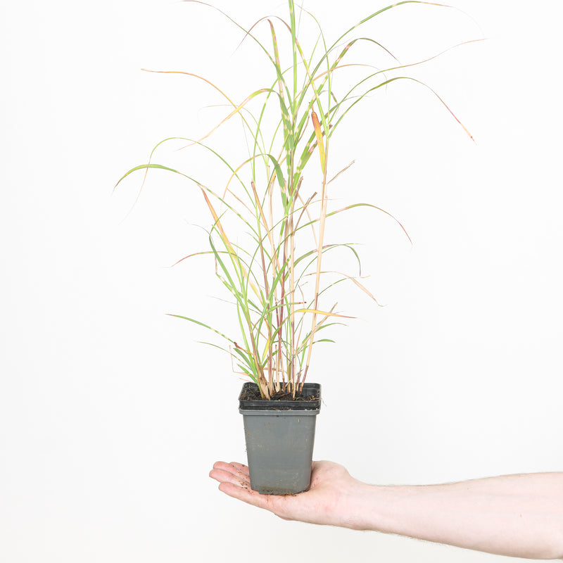 Miscanthus sinensis 'Zebrinus' — 9cm / 0.5L