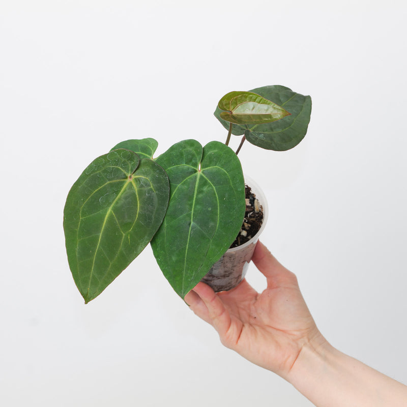 Anthurium (Zara x Michelle) x RVDP Plants GrowTropicals