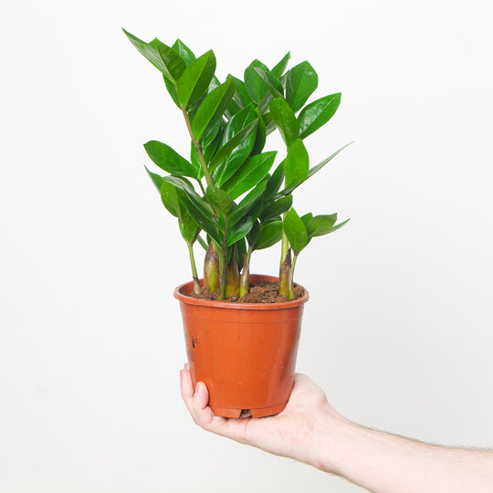 Zamioculcas zamiifolia 12cm Plants GrowTropicals