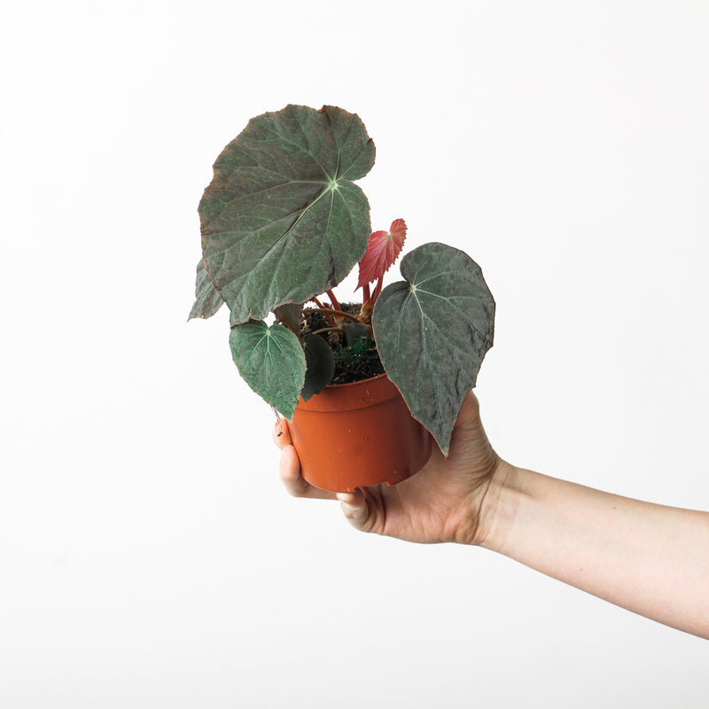 Begonia pavonina 10.5cm Plants GrowTropicals