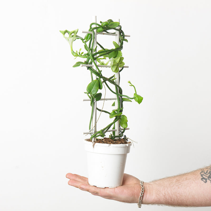 Ceropegia Sandersonii | Parachute Plant — 14cm