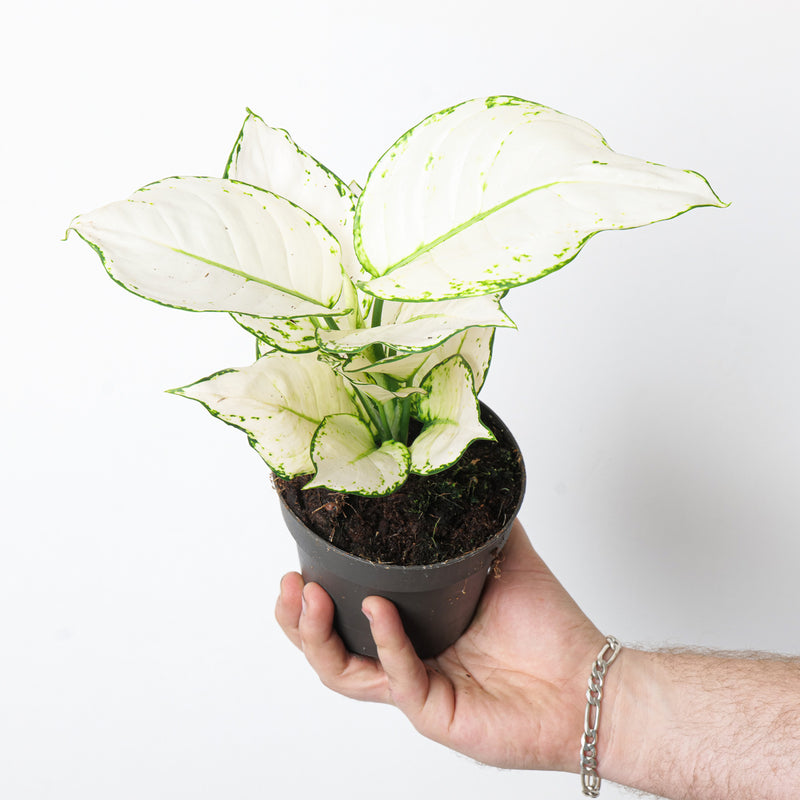 Aglaonema 'White Joy' Plants GrowTropicals