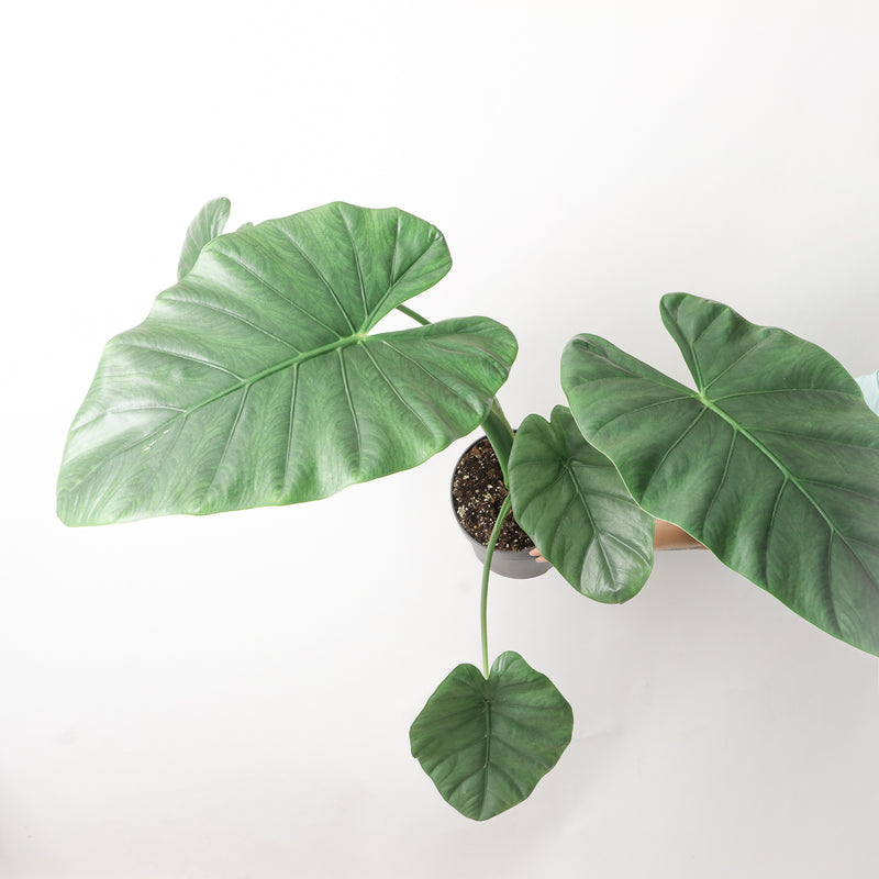 Alocasia Opal Beauty Plants GrowTropicals