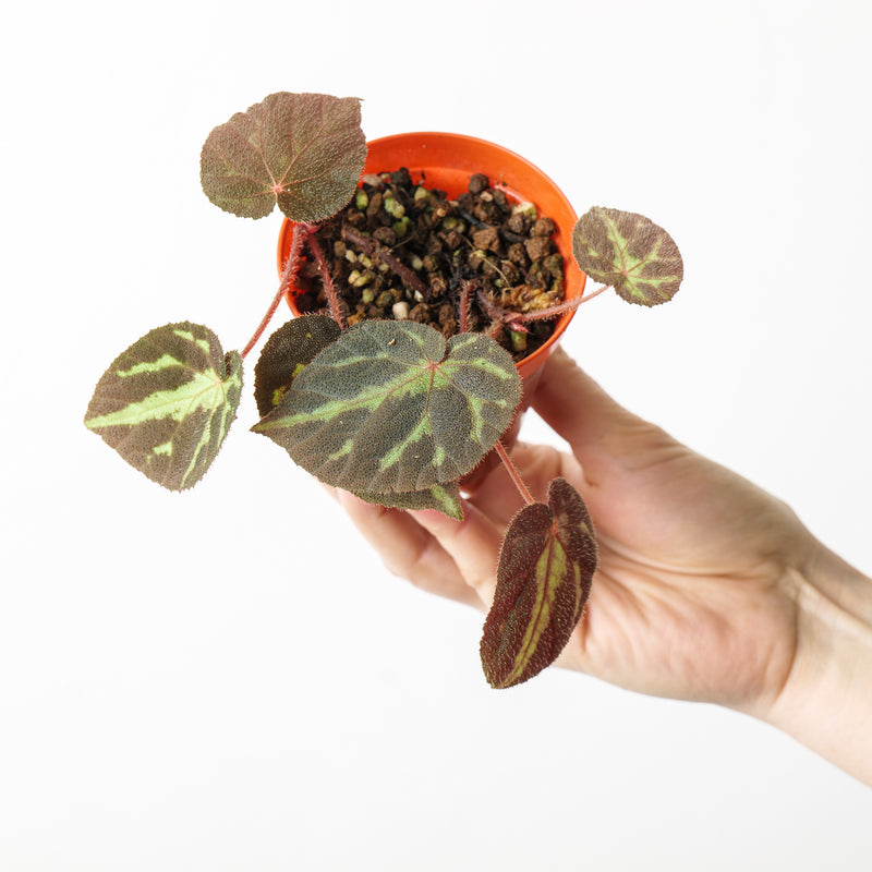 Begonia turrialbae Plants GrowTropicals