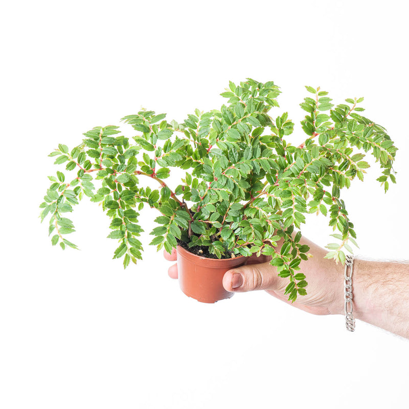 Begonia foliosa var. miniata Plants GrowTropicals