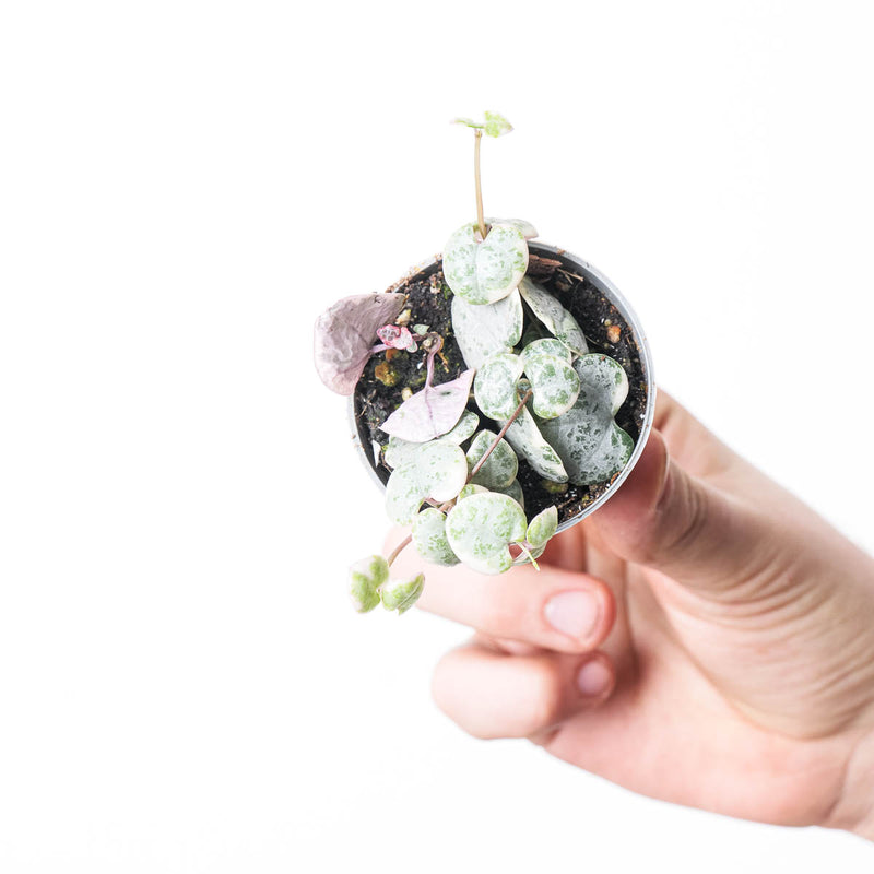 Ceropegia woodii variegated — 14cm