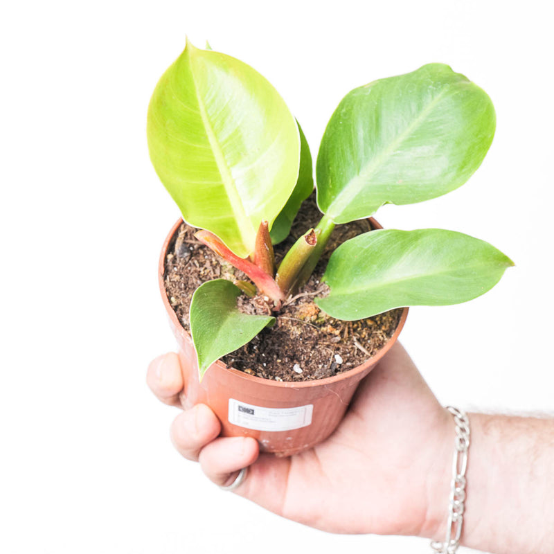 Philodendron 'Imperial Gold' Plants GrowTropicals
