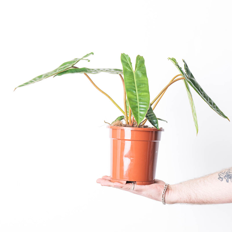 Philodendron billietiae Plants GrowTropicals