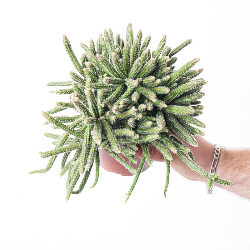 Rhipsalis baccifera subsp. horrida 12cm Plants GrowTropicals