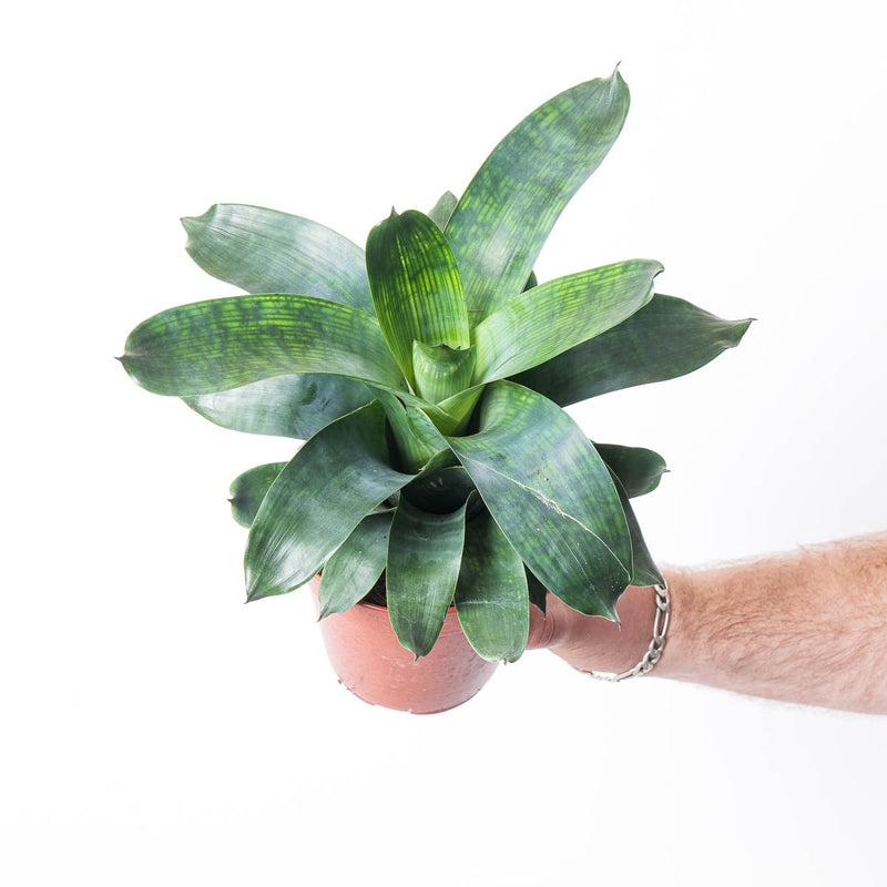 Vriesea gigantea 'Nova' 12cm Plants GrowTropicals