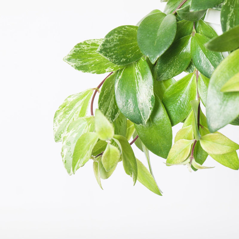 Aeschynanthus variegated Plants GrowTropicals