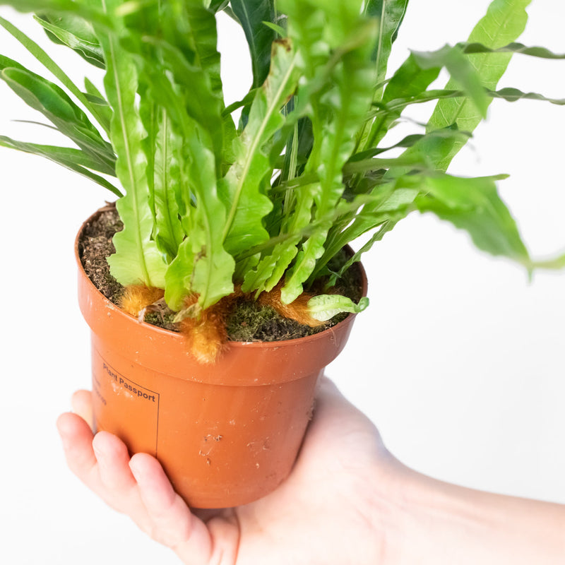 Aglaomorpha coronans 'Snake Leaf Fern' Plants GrowTropicals