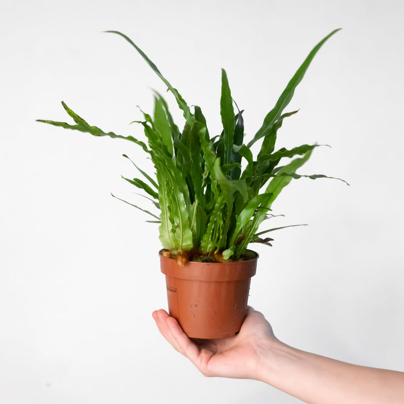 Aglaomorpha coronans 'Snake Leaf Fern' 12cm Plants GrowTropicals