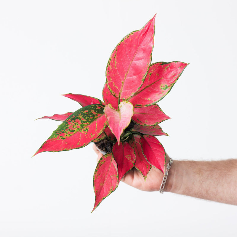Aglaonema 'Cherry Baby' 12cm Plants GrowTropicals