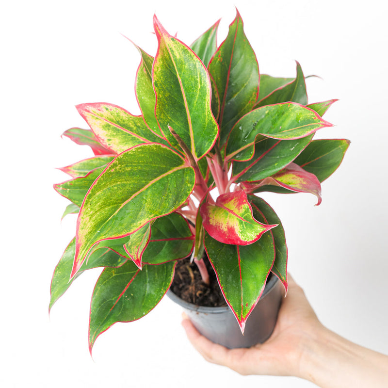 Aglaonema 'Crete' Plants GrowTropicals