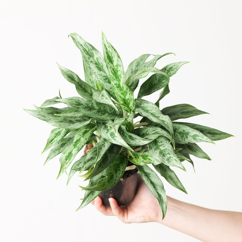 Aglaonema 'Greyhound' Plants GrowTropicals