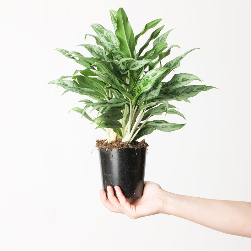 Aglaonema 'Greyhound' — 12cm