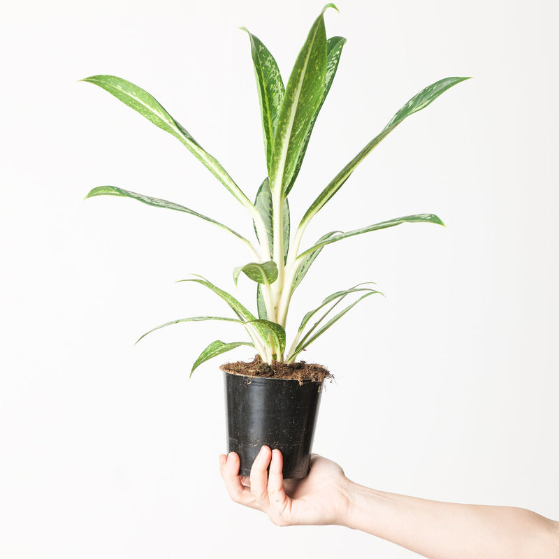 Aglaonema 'Matcha Lemon' — 12cm