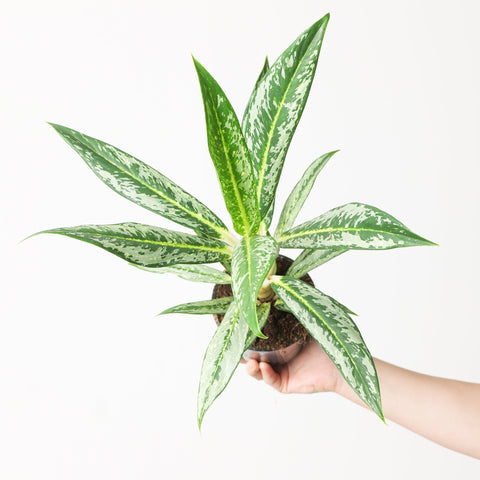 Aglaonema 'Matcha Lemon' Plants GrowTropicals