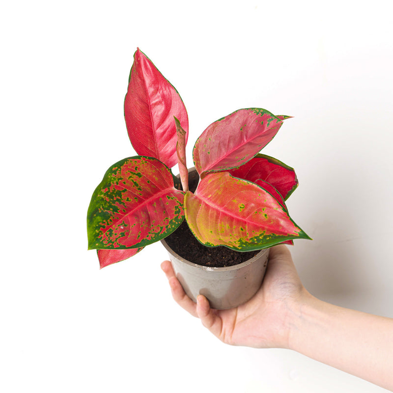 Aglaonema 'Red Star' Plants GrowTropicals